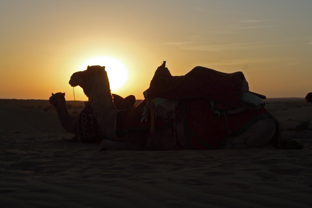 32-Camels in sunset.jpg - Camels in sunset